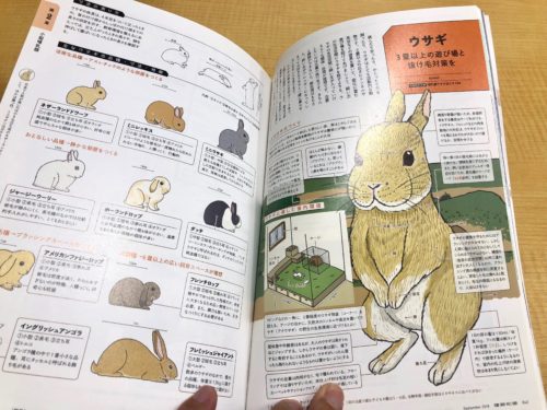 建築知識：小さな動物